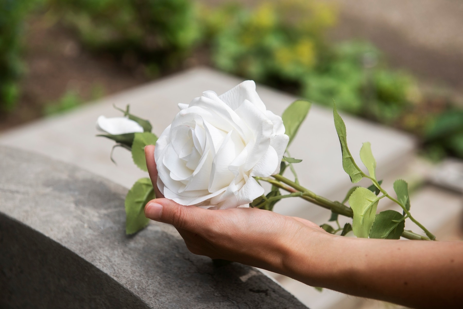 Rosa blanca como gesto de acompañamiento