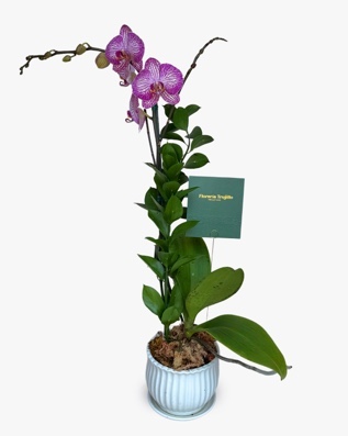 Orquídea individual